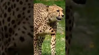 leopards sounds wild animal #shortsfeed #short