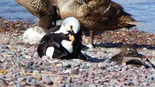 Prachteiderente Sommer 2017 Varanger Norwegen