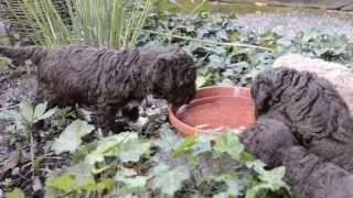 Italiaanse waterhond puppen 4 weken