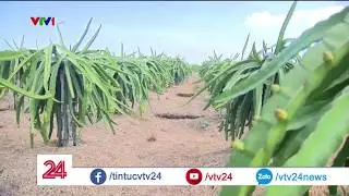 Điểm nghẽn trong tái cơ cấu sản xuất nông nghiệp| VTV24