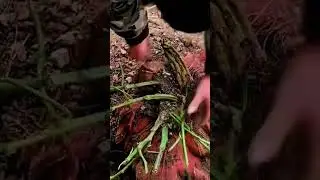 Giant Sweet Potato Harvest! 😲 - agriculture - farming #shorts