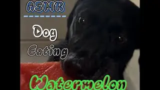 Dog eating Watermelon (ASMR)
