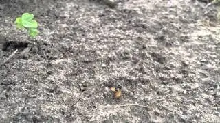 Ant vs. Maggot
