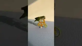 Passarinho Andando de Bicicleta #Shorts  #Viral