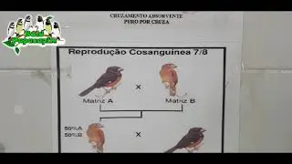 PORQUE A GENÉTICA NÃO FUNCIONA NOS COLEIROS