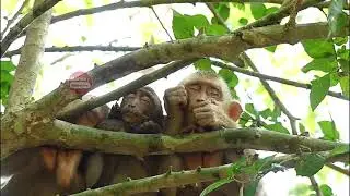 (03 02 22) How warm you are! Brayn Millie and Barry save time to leap together on the tree