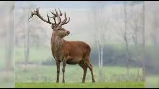 Музыка для души