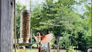 Female Cardinals Bird on our Porch Feeder #fyp #foryou #viral #nature #cardinalbird