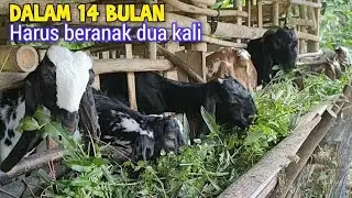 Pantesan Cepat Banyak Ternyata Gini Trik  Perkawinan Dan Penyapihanya