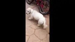 Dogs aaofus
