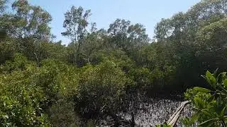 The sounds of the Maroochy Wetlands