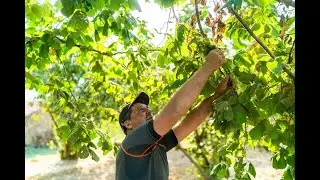 La nostra filiera: le nocciole Piemonte