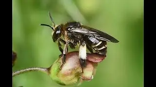 Gewone slobkousbij Macropis europaea, vrouwtje, poetsend en foeragerend op helmkruid