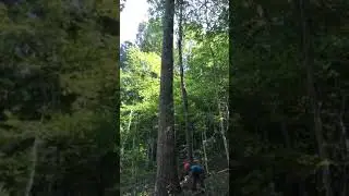 CUTTING BIG STRAIGHT TIMBER!
