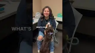 Asking Dog Trainers Their Favorite Dog Movies!