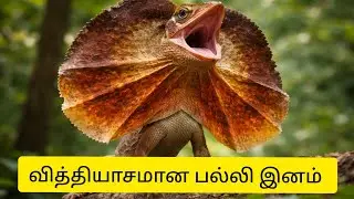 Frilled neck lizard வித்தியாசமான பல்லி இனம் தமிழில் | fact discover tamil|