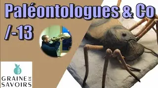 La plus grande araignée???