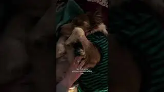 Dog body language: subtle communication
