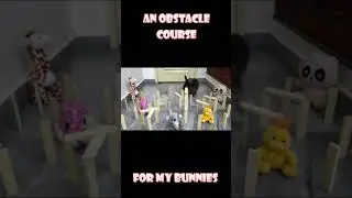 An obstacle course for my three bunnies