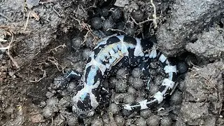 Herping - October 2022- Holy MOLEy salamanders ! We find 6 marbled salamanders in one day and more!
