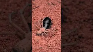 Nature Aesthetic. Do you like it?#shorts #tiktok #nature #spider