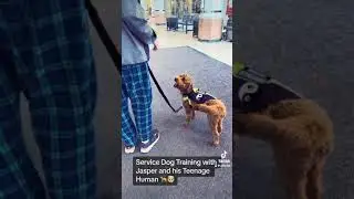 Service Dog Training with a Golden Doodle and a Teenage Handler