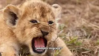The Great Migration Mystery: Why Do Animals Move? | Educational Story for Kids | English | Creative