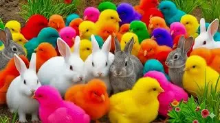 Tangkap Ayam Lucu, ayam warna warni, ayam rainbow, kelinci lucu, bebek lucu, ikan koi, Hewan Lucu
