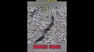 Zombie snake😱