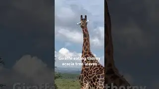 Giraffe eating thorny acacia tree leaves