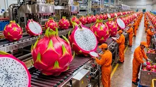 Inside the World's Most Expensive Dragon Fruit Factory! 🐉🔥