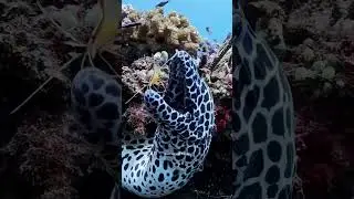 Encountered a moray on today&rsquo;s dive 🩵🤿#underwaterexplore #divelife #viral #trending #morray