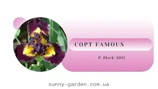 Сорт FAMOUS, P. Black' 2021