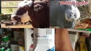 Moxifloxacin 10% injection moxivaan injection vvaan veterinary injection veterinary medicine review