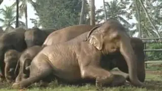 ICL5U8 Video: Happy elephants