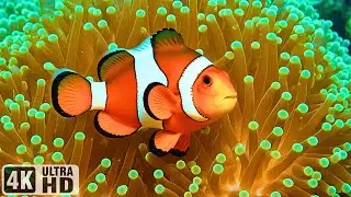 The Best 4K Aquarium - Explore the Stunning World of Sea Jellyfish & Beautiful Coral Reef Fish #2