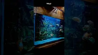 Best aquarium store in Pune | Fish tank shop in Pune
