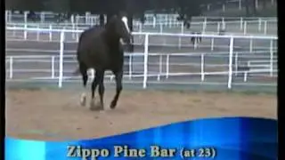 Zippo Pine Bar in 1992