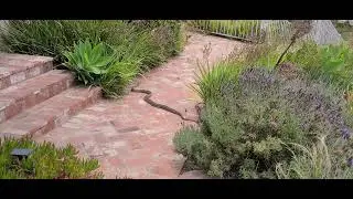 Gopher Snake + Western Fence Lizard