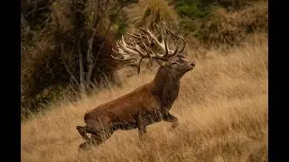 Land of Giants - Venator New Zealand