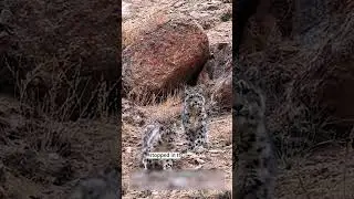 Incredible drone footage:Tibetan mastiffs confront snow leopards in a rare mountain showdown#leopard