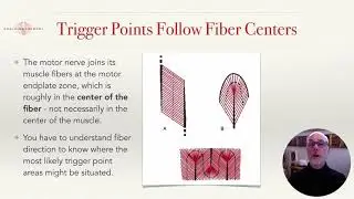 04 CTB Overview -  Muscle Fiber Directions