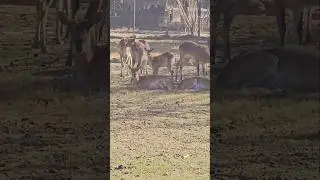 Beautiful Herd of Deer