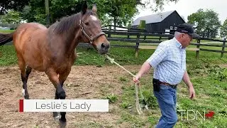 2016 Broodmare of the Year Leslie's Lady Thriving in Retirement