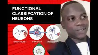 MASTERING FUNCTIONAL CLASSIFICATION OF NEURONS 