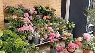 B&Q beautiful flower and plants 💕✨
