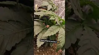 Breeder: Wizard Trees, Strain: White Soho (White Runtz x Studio 54) #grow #marshydro #FC6500 #tomato