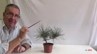 Pino negro japones  Curso básico para principiantes  13ª parte  El Acodo  Primavera 2017 a marzo 201