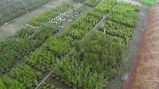 Native Shrubs