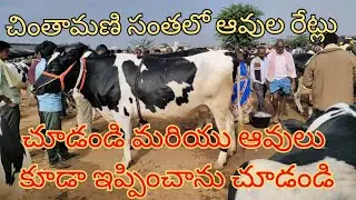 చింతామణి సంతలో ఆవులు రేట్లు చూడండి మరియు ఆవులు ఇప్పించాను చూడండి chintamani cow market 6303974795